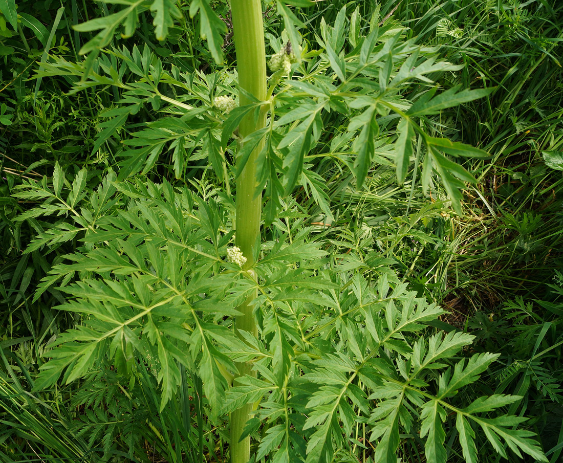 Image of Pleurospermum uralense specimen.