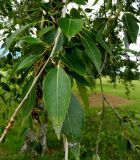 genus Populus. Листья. Франция, регион Овернь-Рона-Альпы, округ Валанс, коммуна Ла-Бом-д'Осте́н (фр. La Baume-d'Hostun), озеленение АЗС на трассе А49. 28.07.2014.