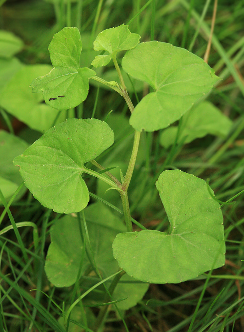Image of Viola verecunda specimen.