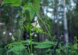 Vicia sylvatica