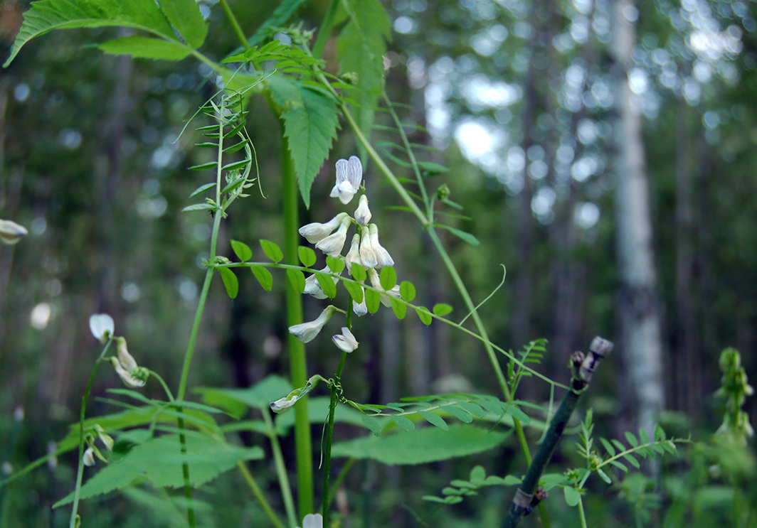 Image of Vicia sylvatica specimen.