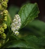Phytolacca acinosa