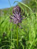 Phyteuma nigrum. Верхушка цветущего растения. Нидерланды, провинция Drenthe, национальный парк Drentsche Aa, пойменный луг. 13 мая 2009 г.