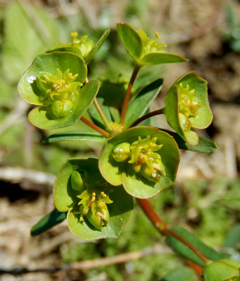 Изображение особи Euphorbia subtilis.