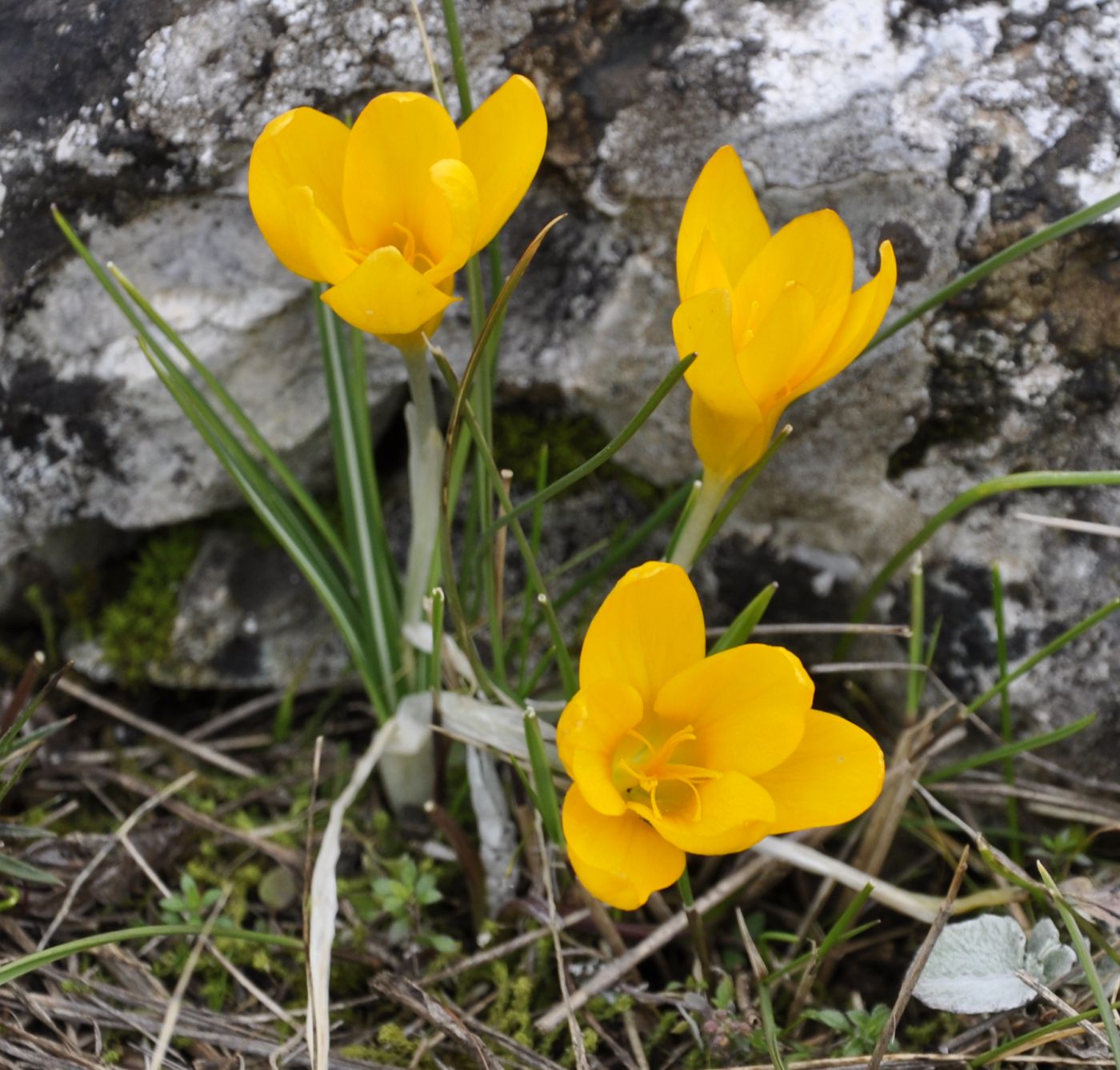 Image of Crocus chrysanthus specimen.