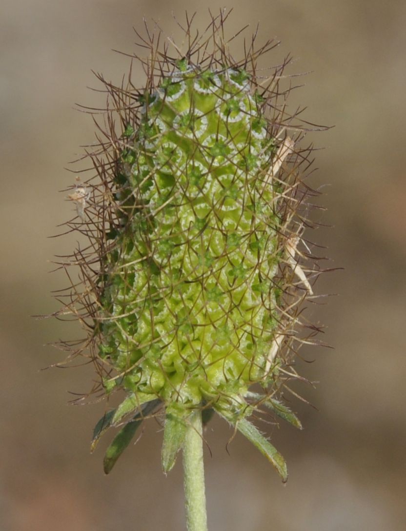 Изображение особи Sixalix atropurpurea ssp. maritima.