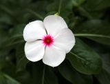 Catharanthus roseus