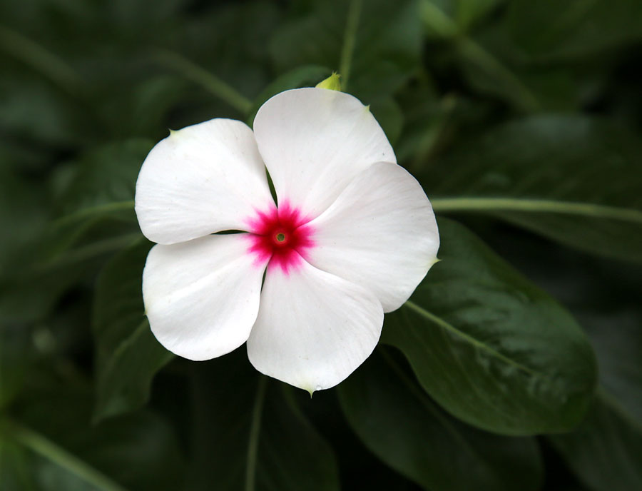 Image of Catharanthus roseus specimen.