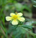 Potentilla argentea. Цветок. Республика Мордовия, Ромодановский р-н, окр. с. Вырыпаево, луг на открытом склоне. 16 июля 2015 г.