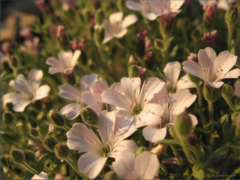 Image of Gypsophila violacea specimen.