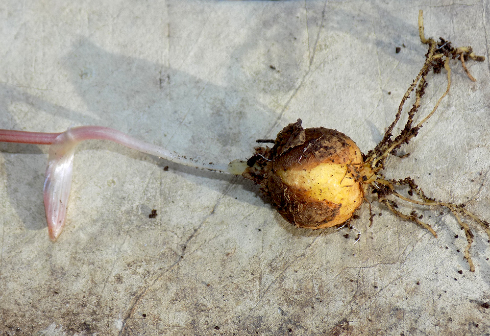 Image of Corydalis teberdensis specimen.