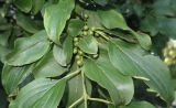 Rhamnus davurica. Часть ветви с незрелыми плодами. Приморский край, Уссурийский городской округ, окр. с. Горно-Таёжное, Дендрарий ГТС им. Комарова. 06.07.2016.