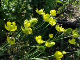 Ranunculus komarovii