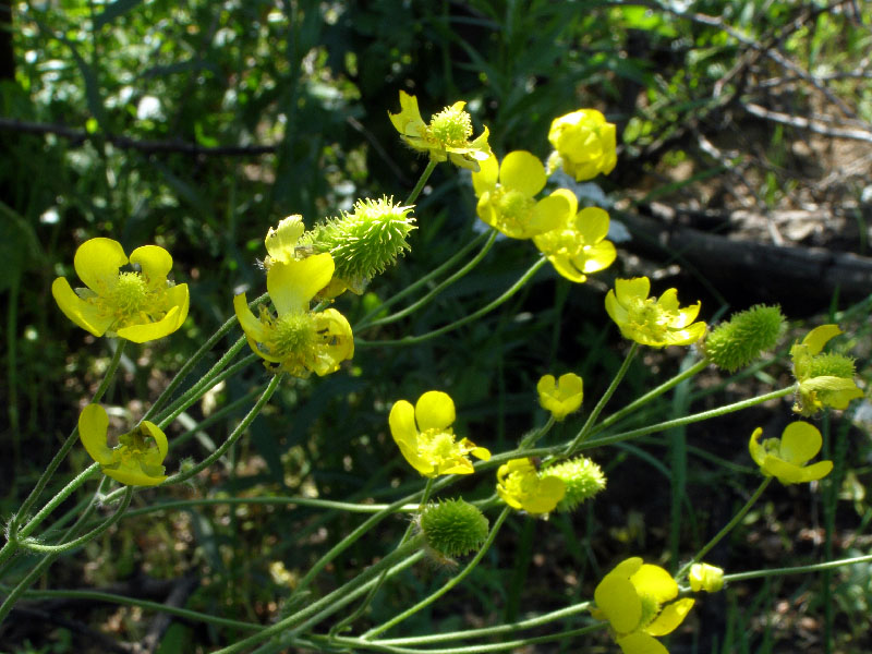 Image of Ranunculus komarovii specimen.