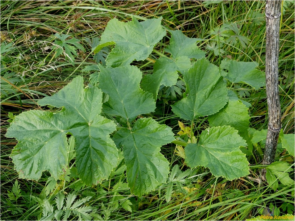 Изображение особи Heracleum sosnowskyi.