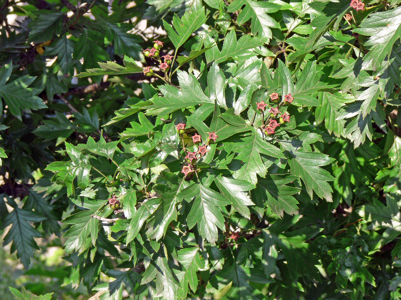 Image of Crataegus pinnatifida specimen.