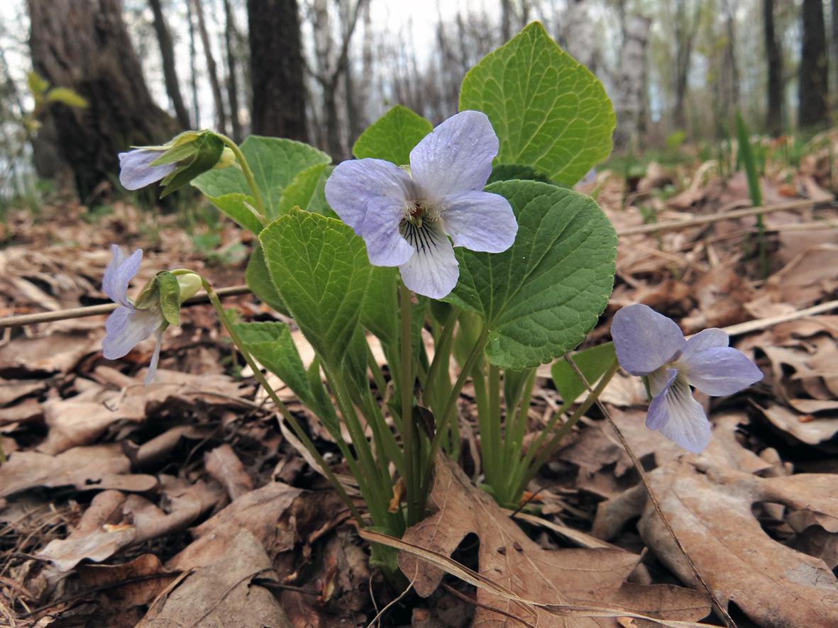 Изображение особи Viola mirabilis.