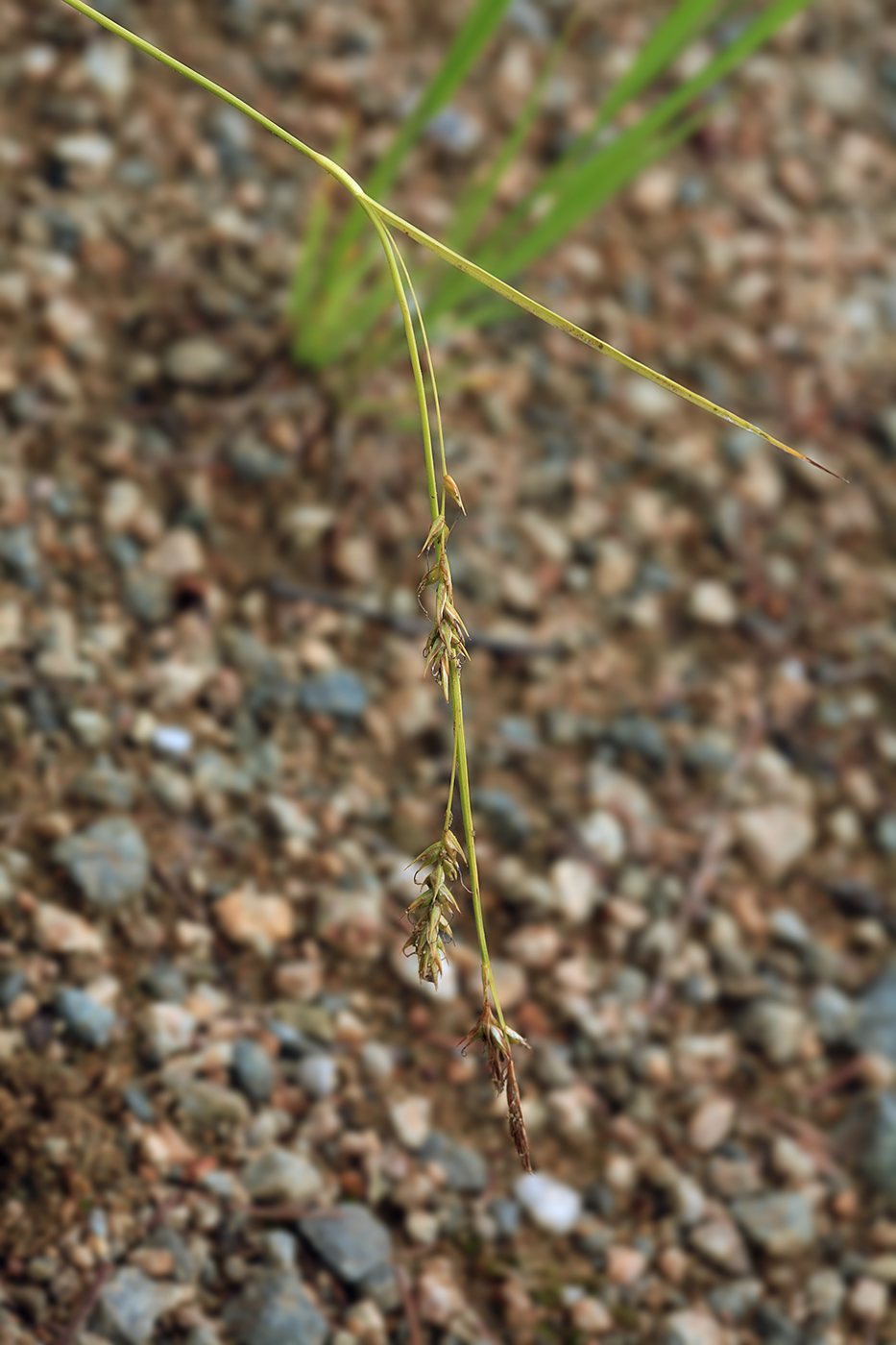 Изображение особи Carex arnellii.