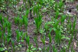Convallaria majalis. Молодые растения. Московская обл., Раменский р-н, окр. ж.-д. платформы Хрипань, смешанный лес. 16.05.2017.