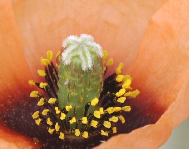 Image of Papaver nigrotinctum specimen.