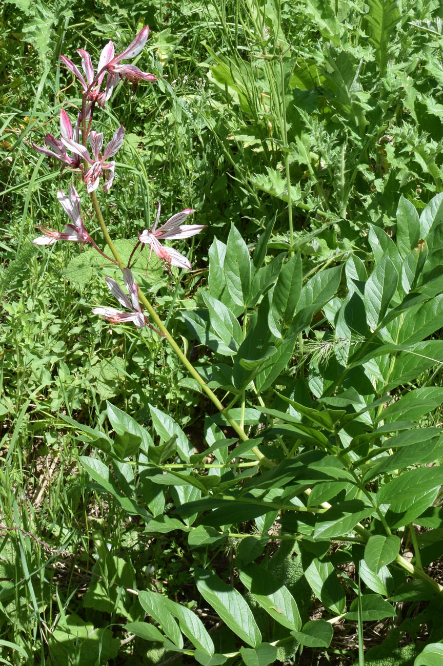 Image of Dictamnus angustifolius specimen.