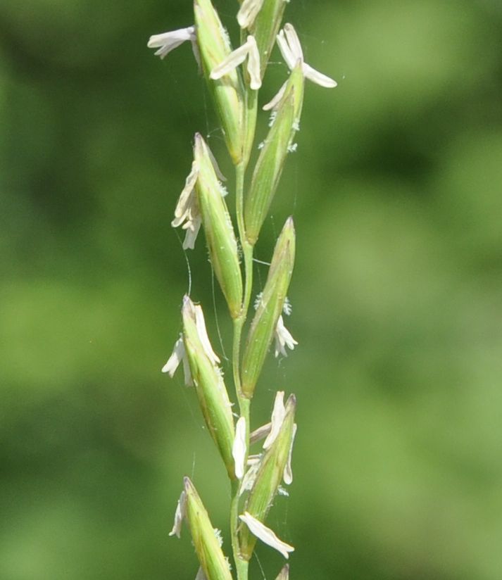 Image of Elytrigia repens specimen.