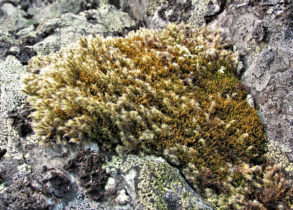 Image of Racomitrium lanuginosum specimen.