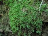 Pseudoscleropodium purum. Гаметофиты. Краснодарский край, Абинский р-н, окр. пос. Новый, широколиственный лес, небольшой обрыв, на почве. 13.06.2017.