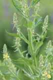 Verbascum lychnitis