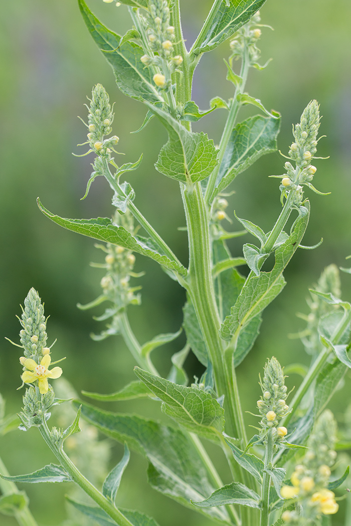 Изображение особи Verbascum lychnitis.