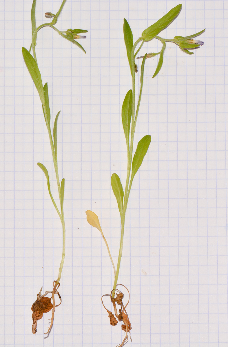 Image of Convolvulus pentapetaloides specimen.