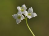 Galium davuricum. Часть соцветия. Приморский край, Шкотовский р-н, пос. Подъяпольск, поросший кустарником склон сопки. 23.06.2017.