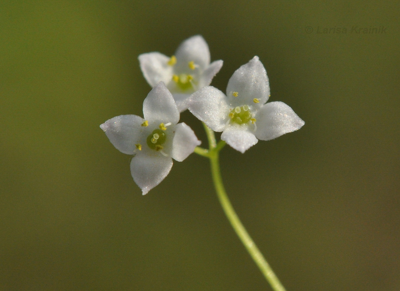 Изображение особи Galium davuricum.