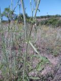 Centaurea orientalis