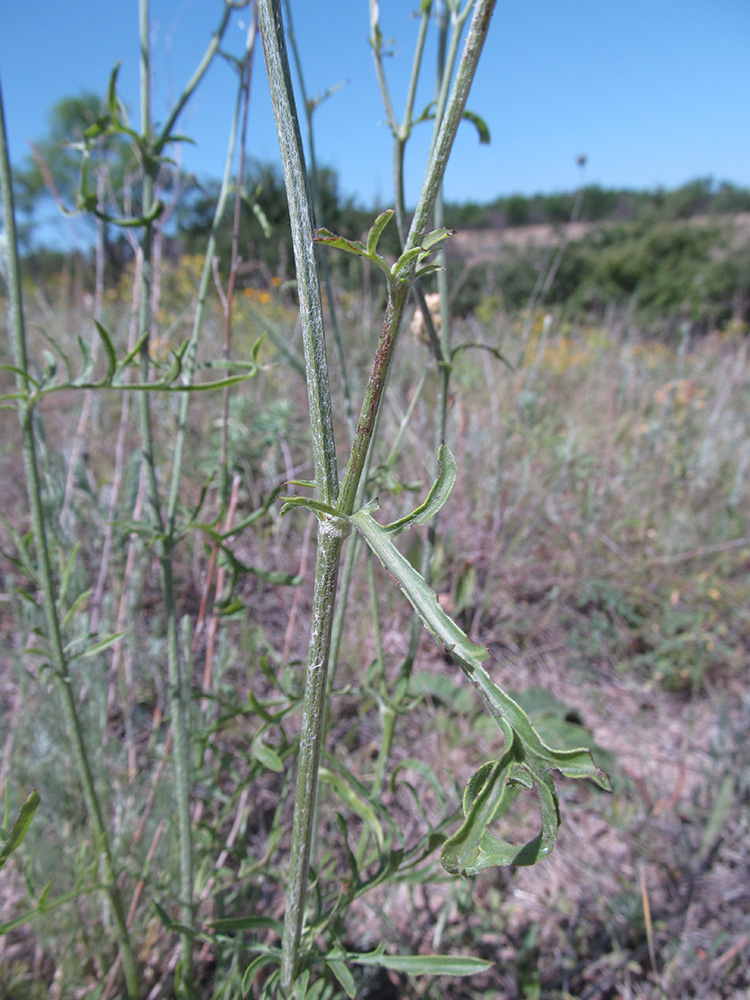 Image of Centaurea orientalis specimen.