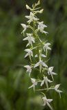 Platanthera bifolia