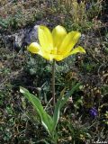 Tulipa suaveolens