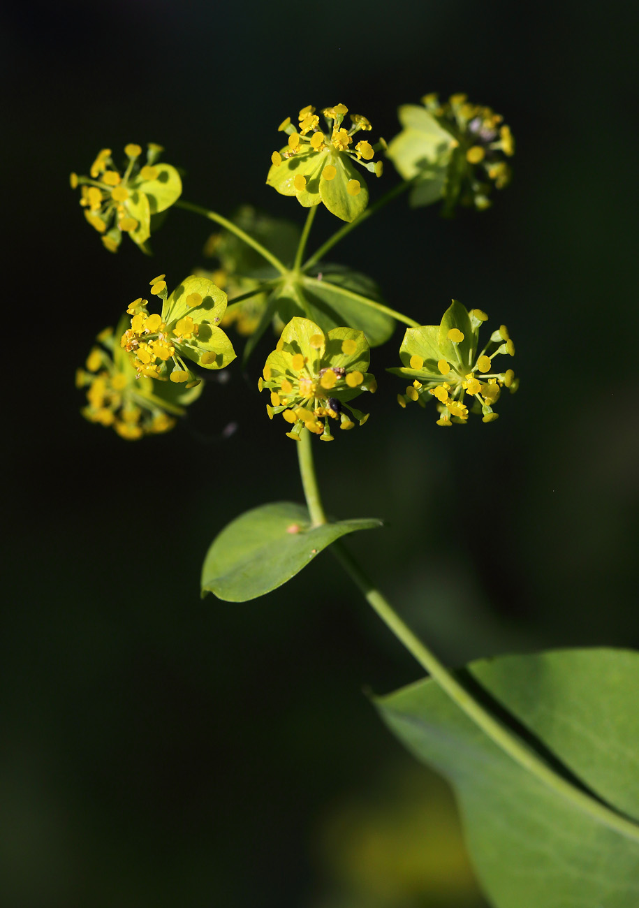 Изображение особи Bupleurum longifolium ssp. aureum.