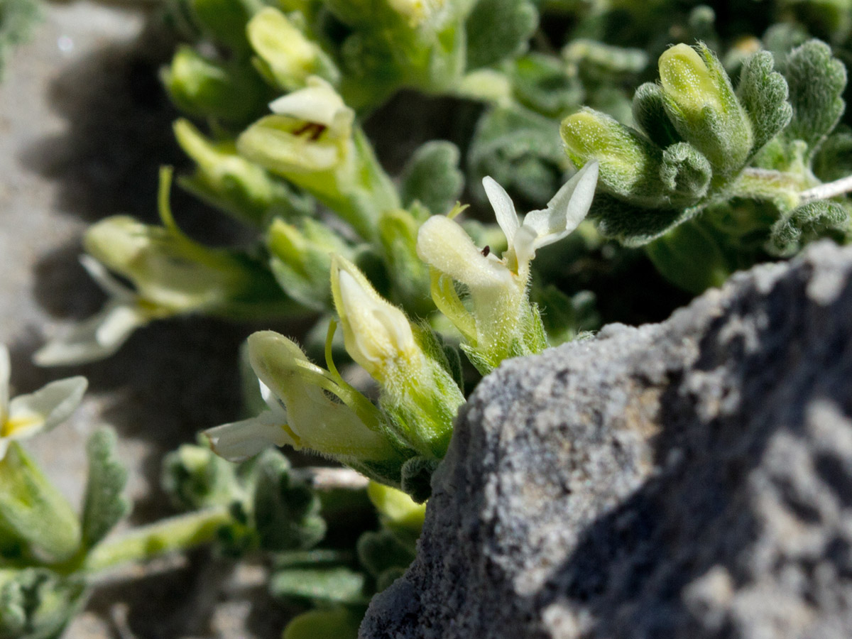 Изображение особи Teucrium alpestre.