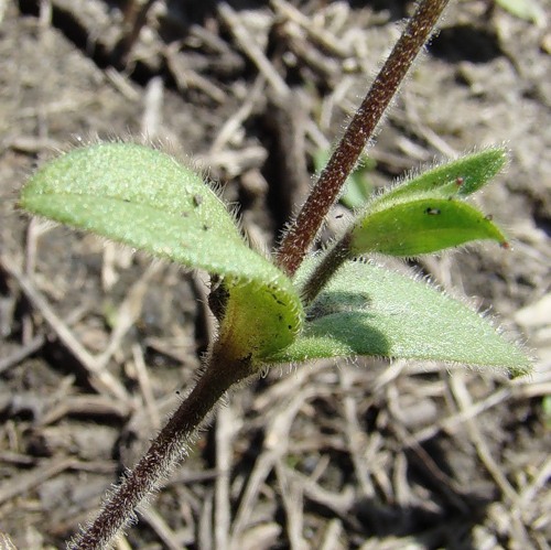 Изображение особи Cerastium glutinosum.