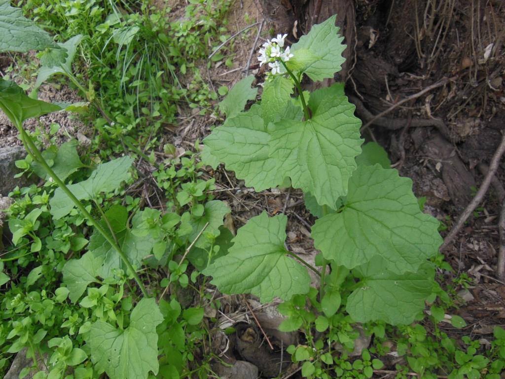 Image of Alliaria petiolata specimen.