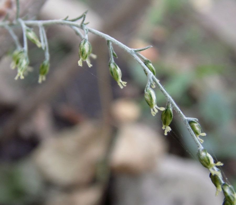 Image of genus Artemisia specimen.