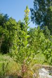 Oenothera rubricaulis. Расцветающее растение. Беларусь, Витебская обл., пос. Езерище, частная усадьба, в старой песочнице. 09.07.2017.