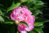 Paeonia lactiflora. Бутон и цветок с подлетающей пчелой медоносной и кормящимися муравьями (махровый культивар). Восточный Казахстан, Уланский р-н, с. Украинка, дачный участок. 07.06.2008.