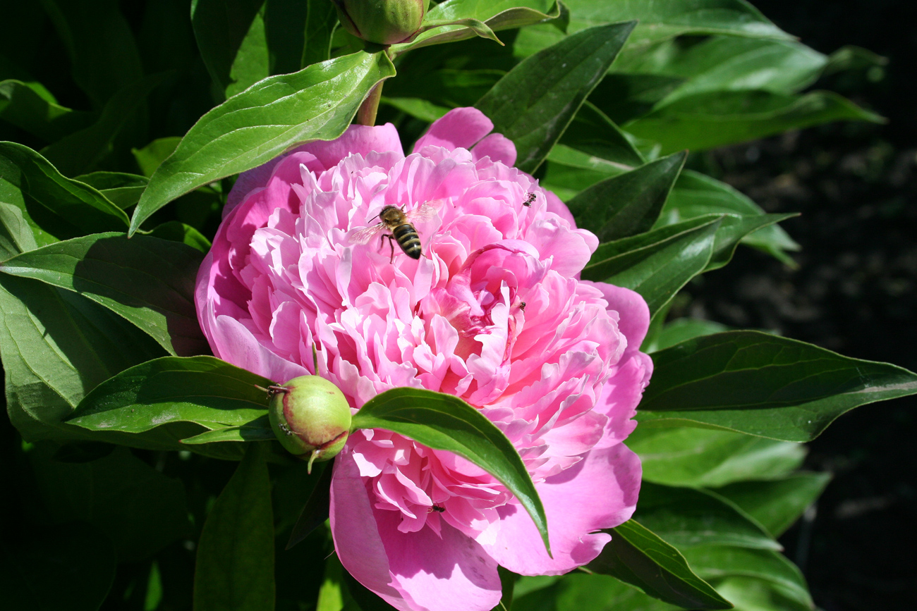 Изображение особи Paeonia lactiflora.