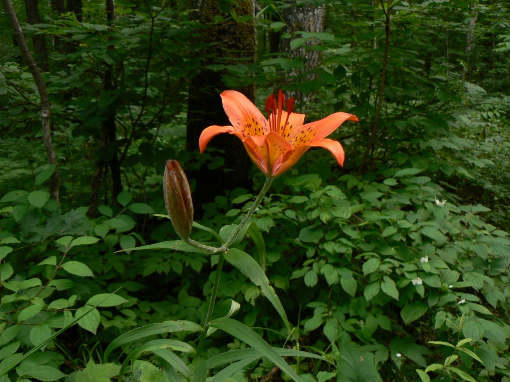 Изображение особи Lilium pensylvanicum.