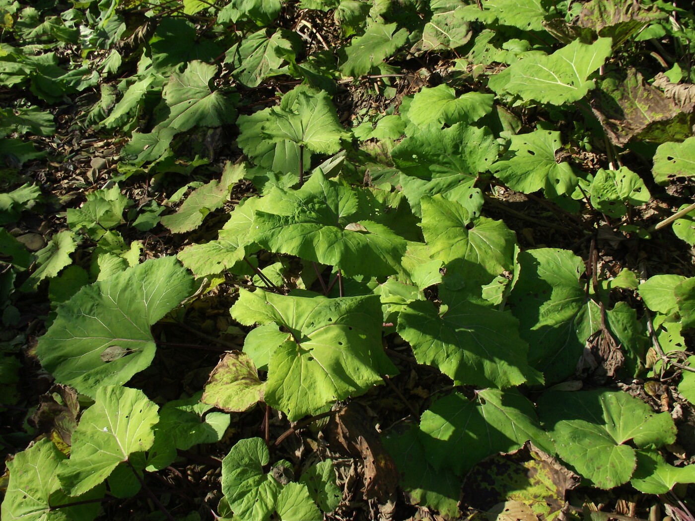 Image of genus Petasites specimen.