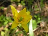 Tulipa biebersteiniana. Аномальный 8-лепестковый цветок (Tulipa quercetorum). Днепропетровская обл., байрачный лес правого притока р. Самара южнее с. Попасное. 02.05.2010.