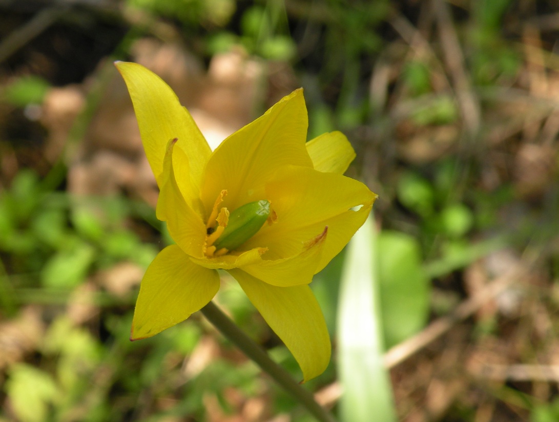 Изображение особи Tulipa biebersteiniana.