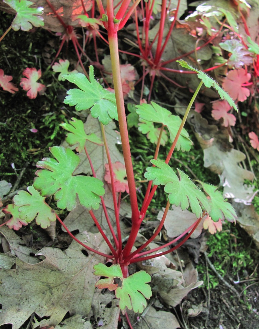 Image of Geranium lucidum specimen.